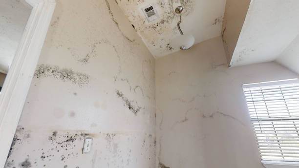 Best Emergency Mold Remediation  in Canutillo, TX
