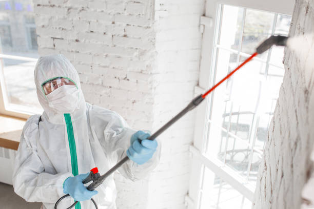 Best Mold Damage Restoration  in Canutillo, TX