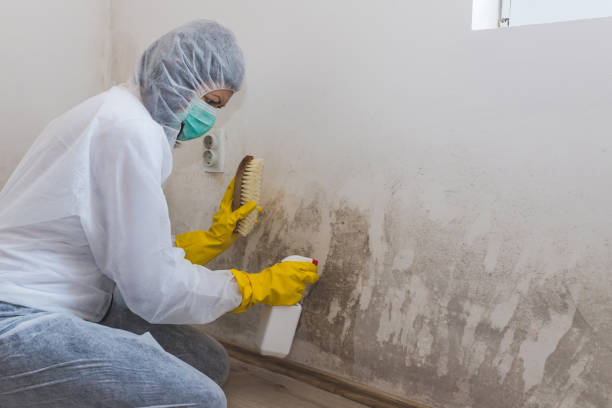 Best Residential Mold Inspection & Testing  in Canutillo, TX