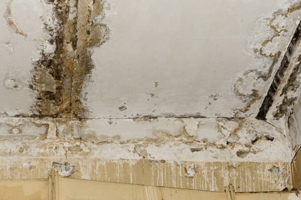 Best Airborne Mold Testing  in Canutillo, TX