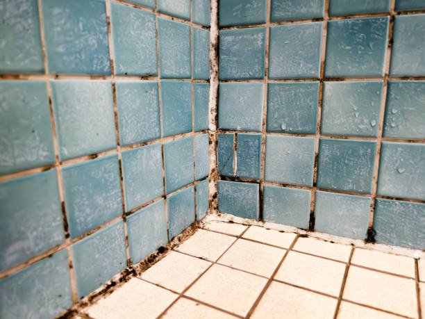 Best Water Damage & Mold Remediation  in Canutillo, TX