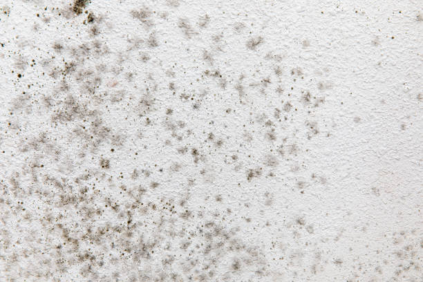 Best Mold Damage Restoration  in Canutillo, TX