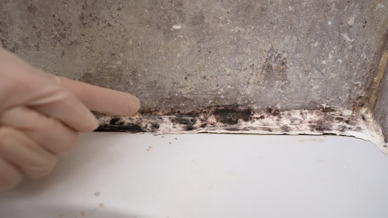 Best Dehumidification Services  in Canutillo, TX